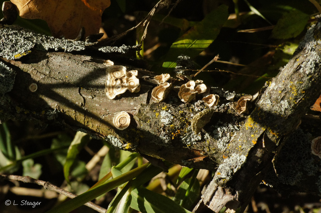Fungi by larrysphotos