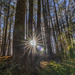 Twin Tree Sunburst by kvphoto