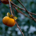 Persimmon by stephomy