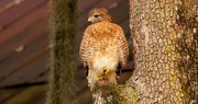 4th Dec 2019 - Today was Red Shouldered Hawk Day!
