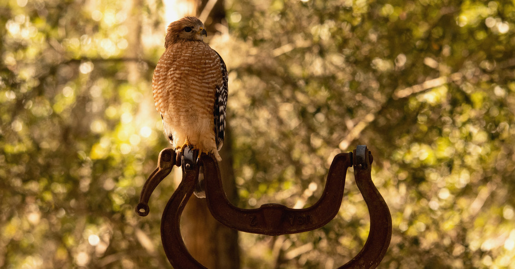 Today was Red Shouldered Hawk Day! by rickster549
