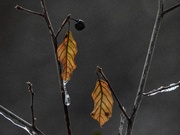 4th Dec 2019 - leaves and ice