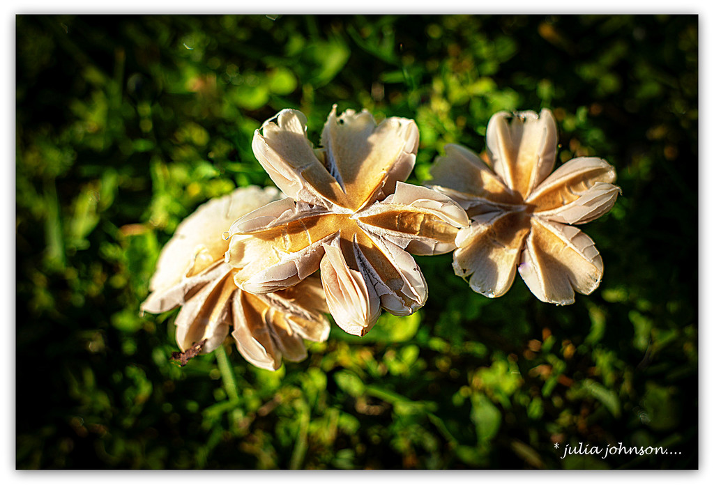 Fungi Flowers... by julzmaioro