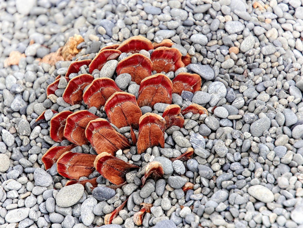 Pine cone in gravel by kiwinanna
