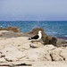 Seagull on the rocks by kiwinanna