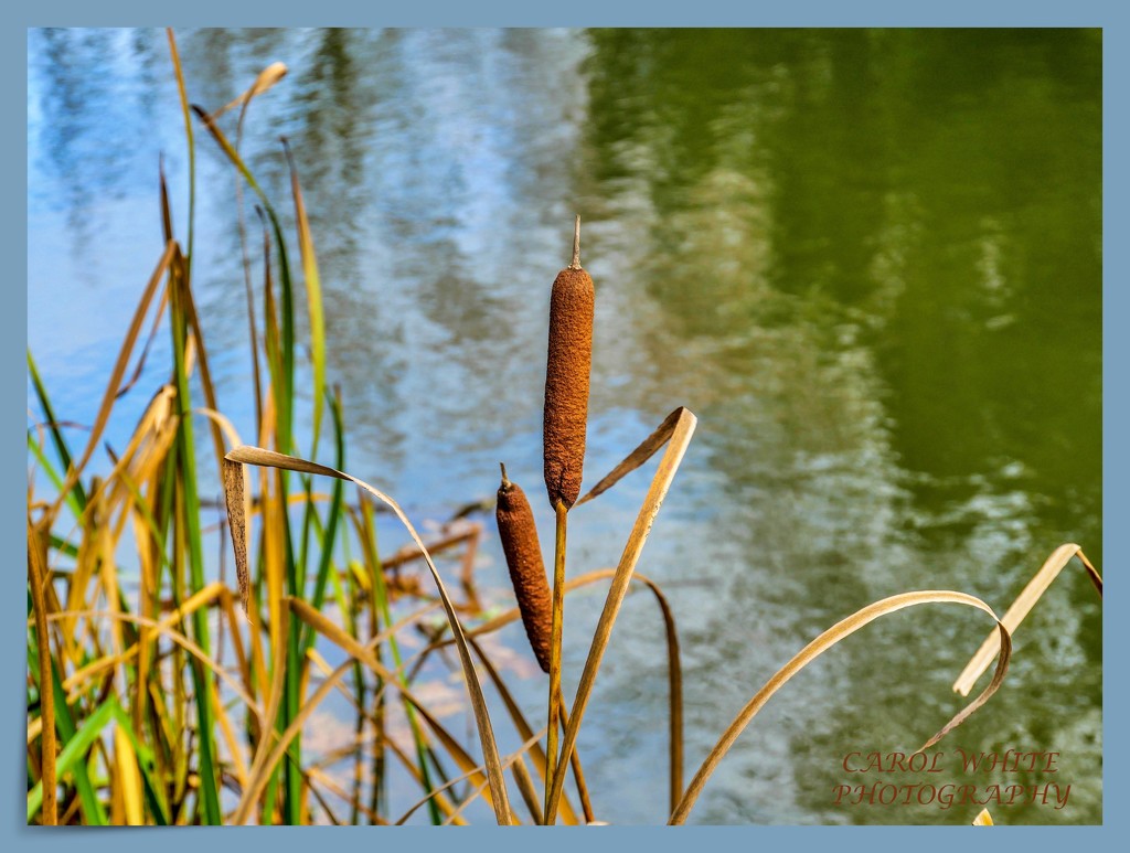 Bullrushes by carolmw