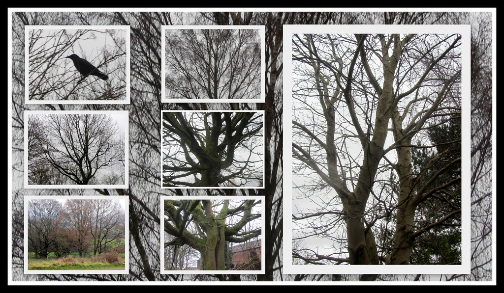 Wintry trees. by grace55