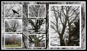 5th Dec 2019 - Wintry trees.