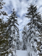 5th Dec 2019 - Snowy Trees