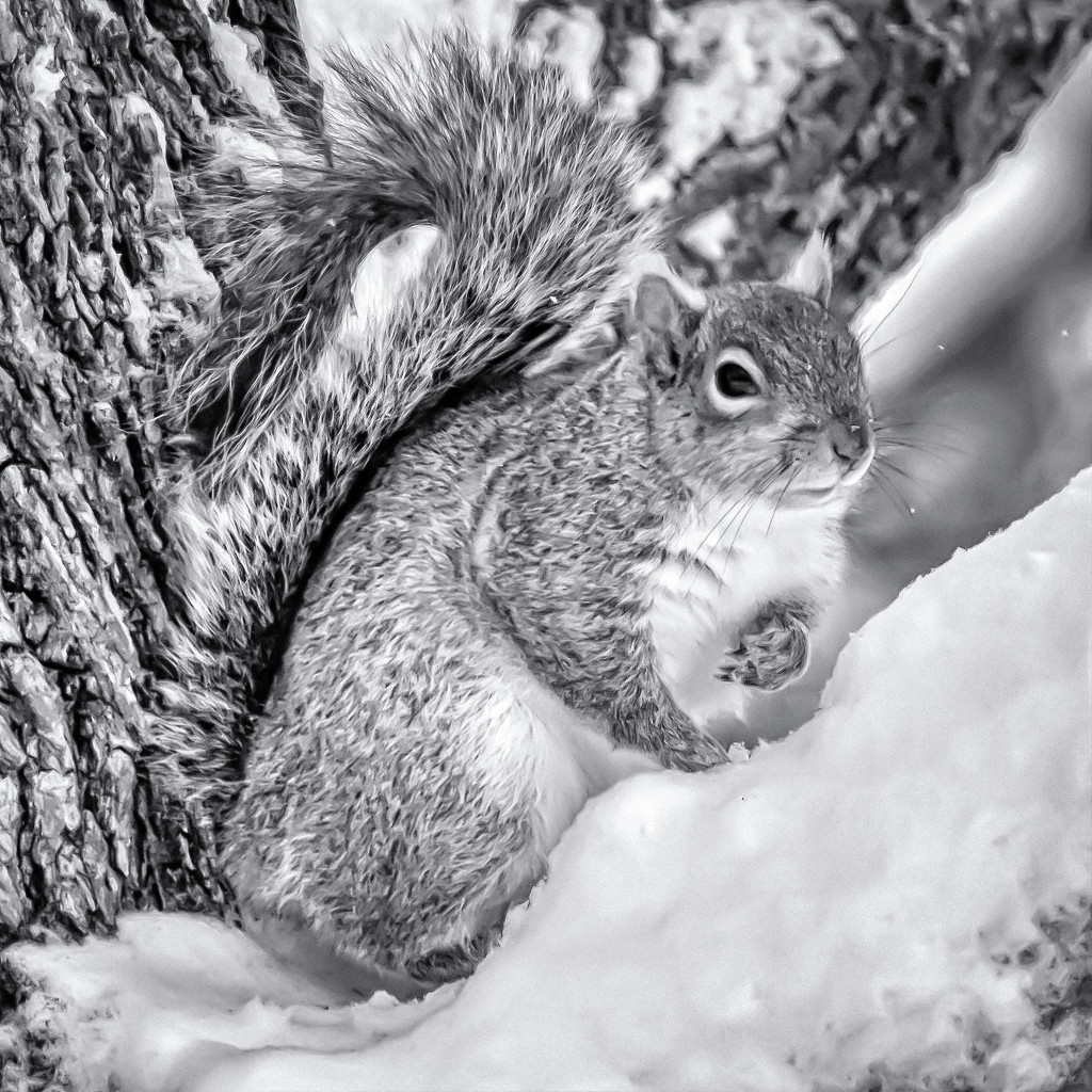one of our resident squirrels by jernst1779