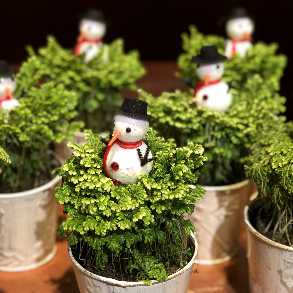 The Fresh Market Snowman Plants by yogiw