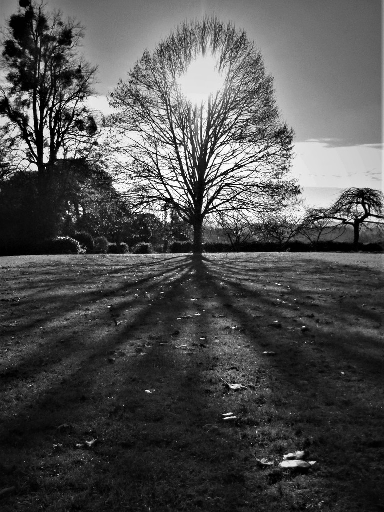 Tree Shadows by 30pics4jackiesdiamond