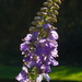 Sunlight Through a Tall Purple Flower  by thedarkroom