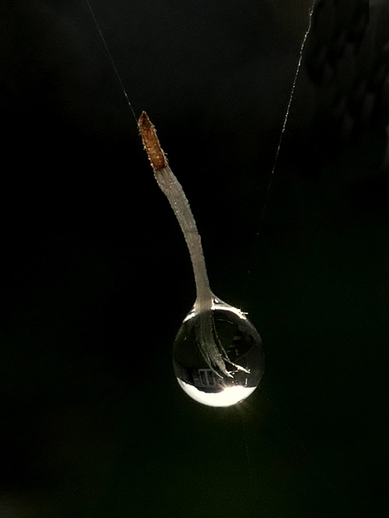 Hanging on a Thread. by gaf005