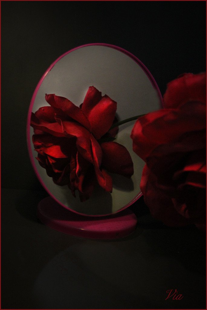 A rose and a mirror (Best on black) by sdutoit