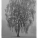 tree in the mist by gijsje