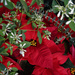 Poinsettia by rminer