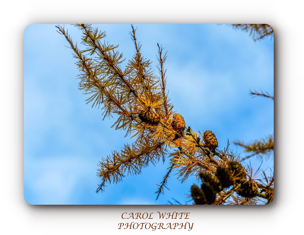 Fir Cones by carolmw