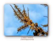 6th Dec 2019 - Fir Cones