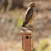 LHG_0549 Hawk on Bluebirdbox  by rontu