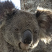 blowin in the wind by koalagardens