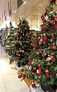 6th Dec 2019 -  Christmas Trees in John Lewis