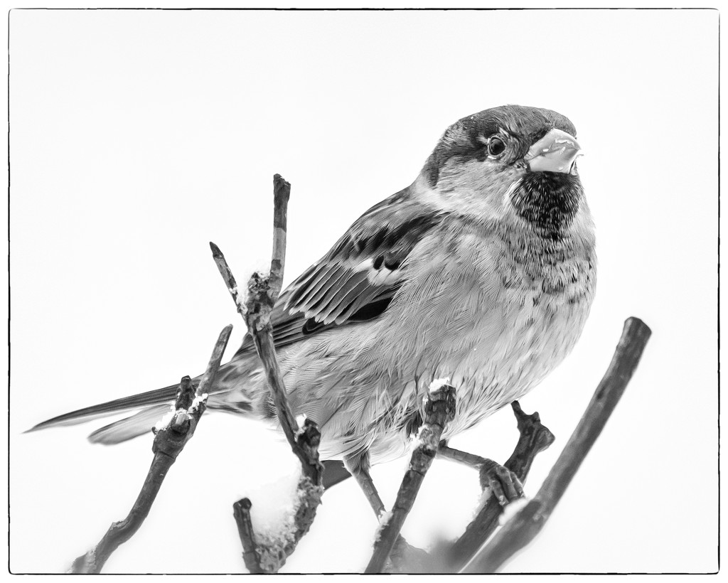 house sparrow by jernst1779