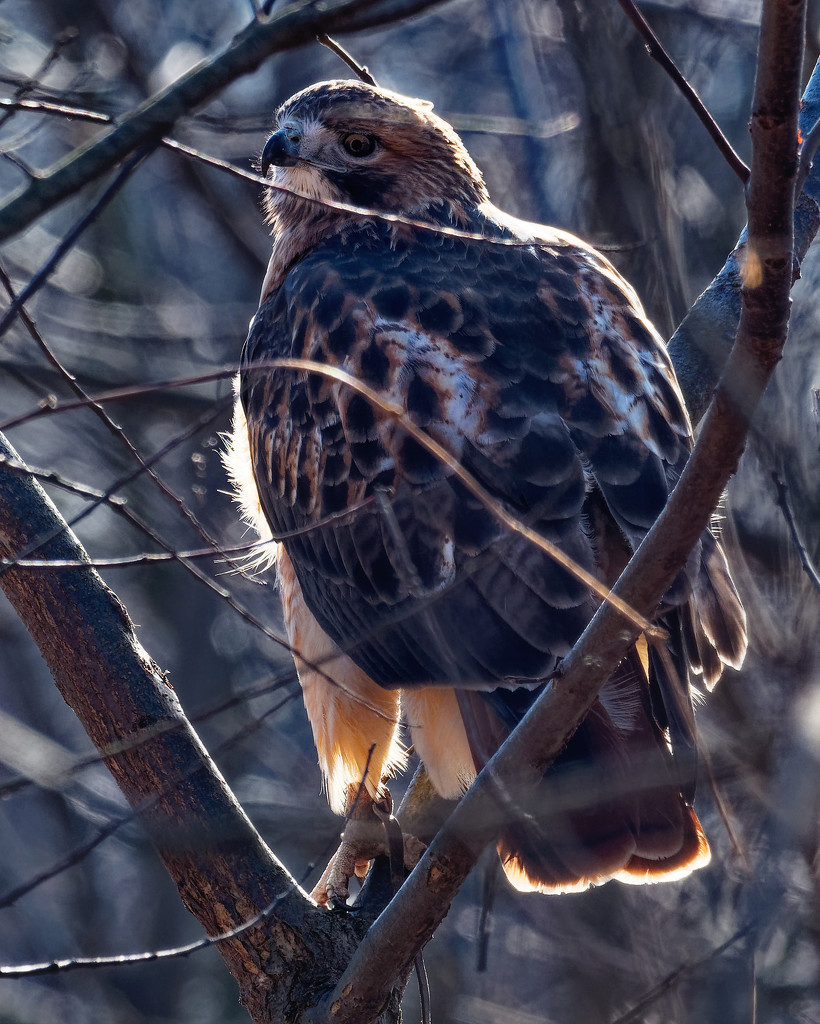 Red-tailed hawk by rminer