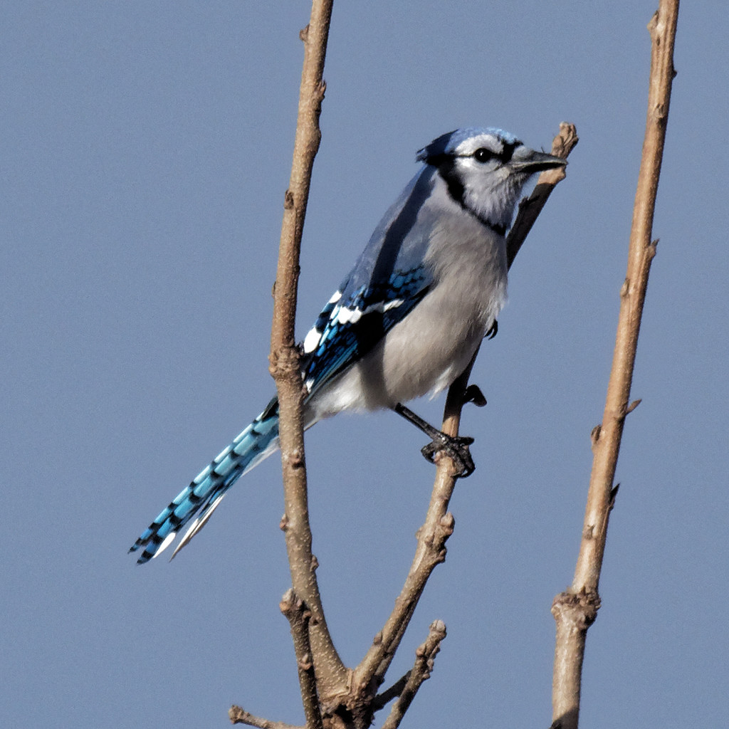 Blue jay by rminer