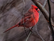 6th Dec 2019 - Northern Cardinal