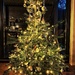 Christmas tree is up ! by cocobella