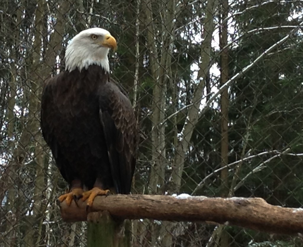 Day 338: American Bald Eagle by jeanniec57
