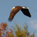 Bald Eagle on the Move! by rickster549