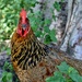 Mad Chicken by lynnz