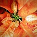 Like The Beautiful Poinsettia by gardenfolk
