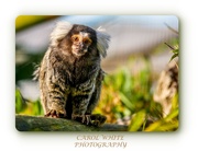 7th Dec 2019 - Marmoset