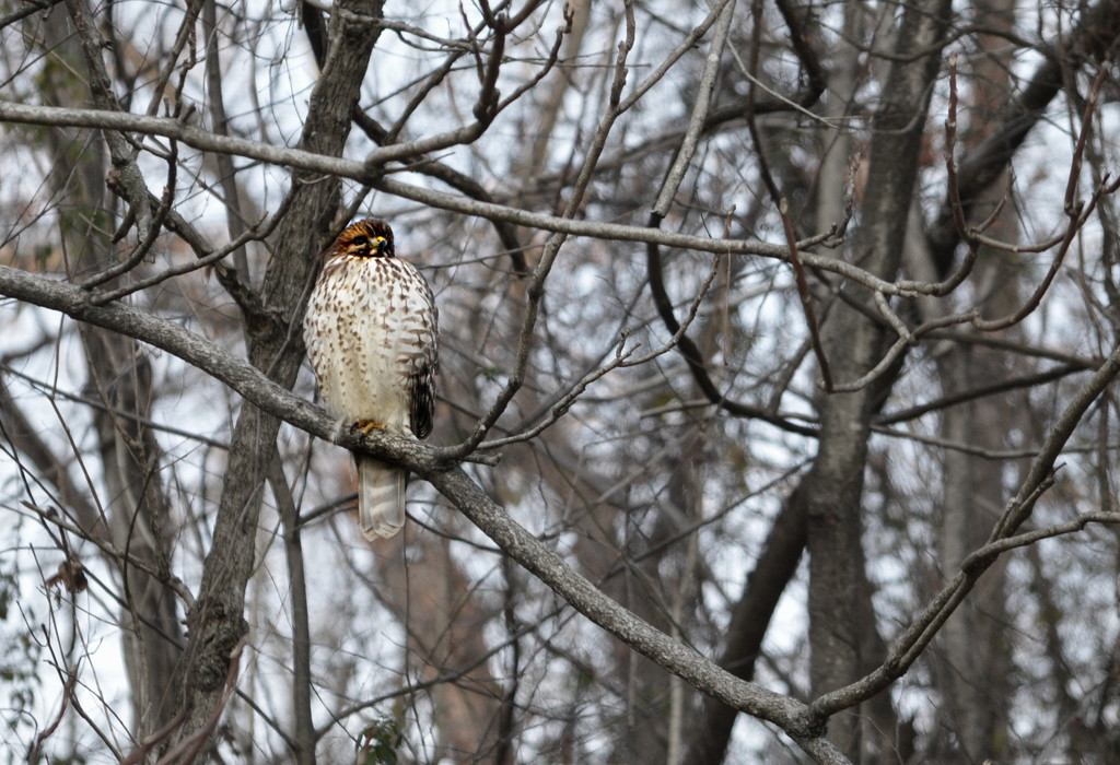 Red Tail Hawk by francoise
