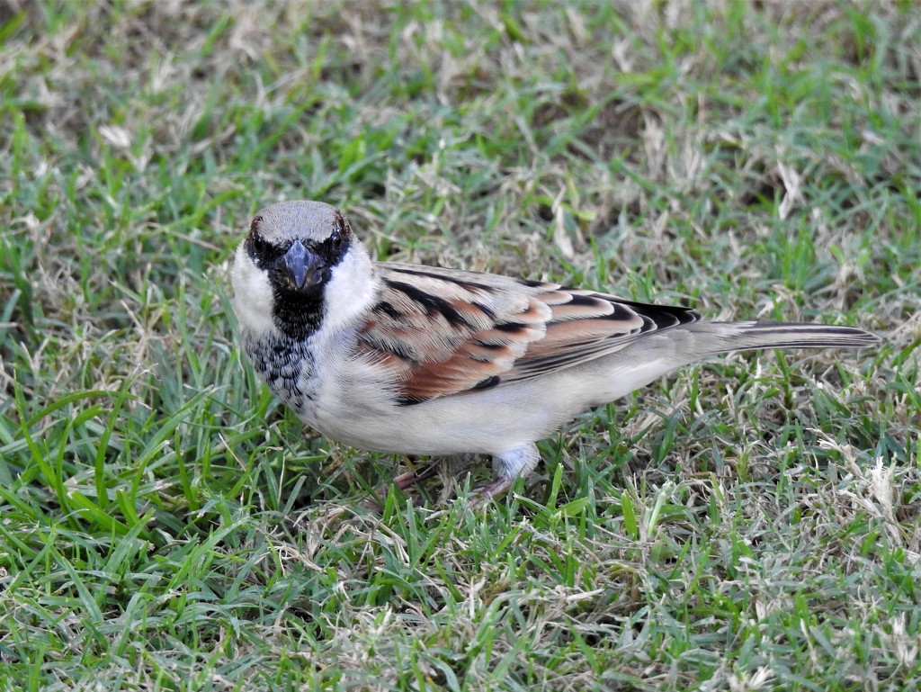  Sparrow in Abu Dhabi  by susiemc