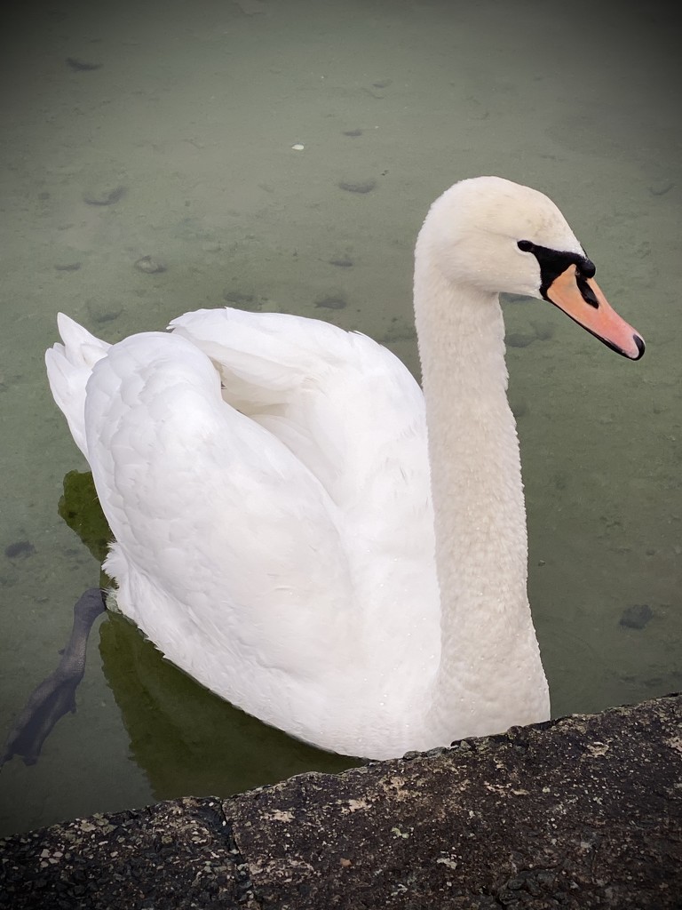Swan by darrenboyj