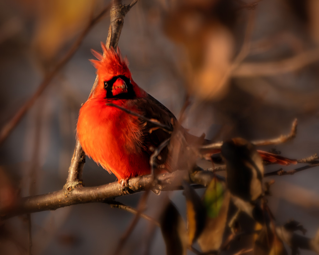 cardinal out the window by jernst1779