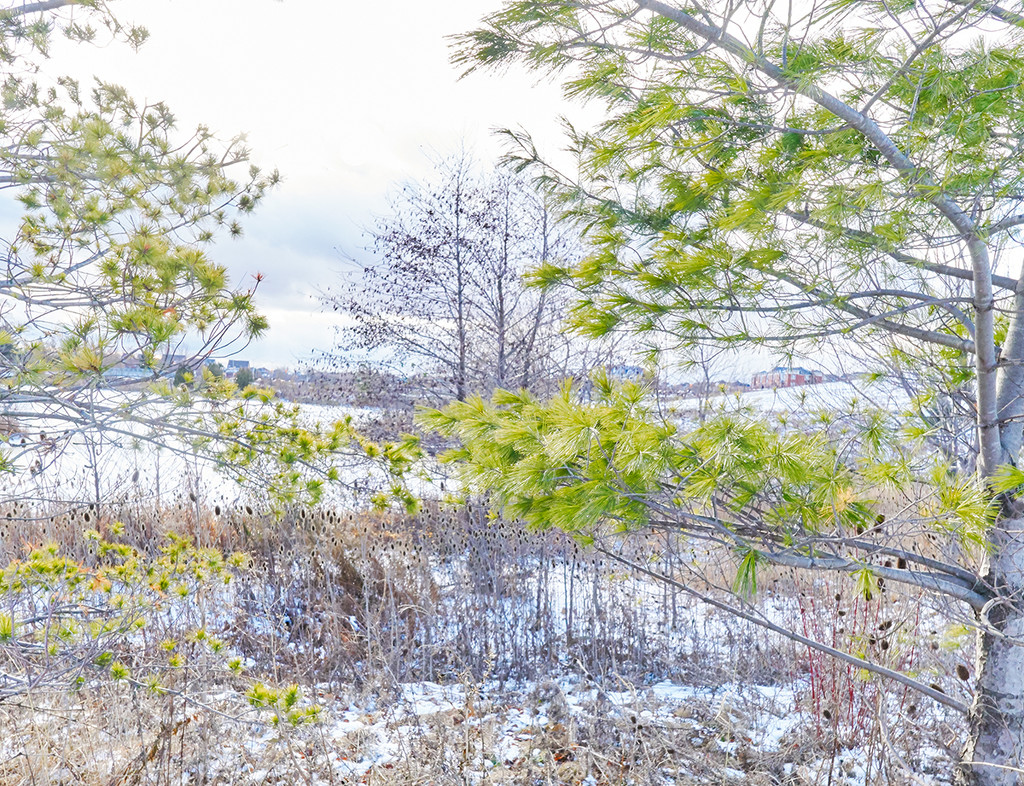 Winter Landscape by gardencat