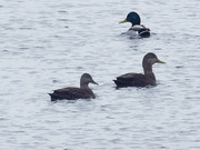 7th Dec 2019 - american black duck pair