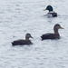 american black duck pair by rminer