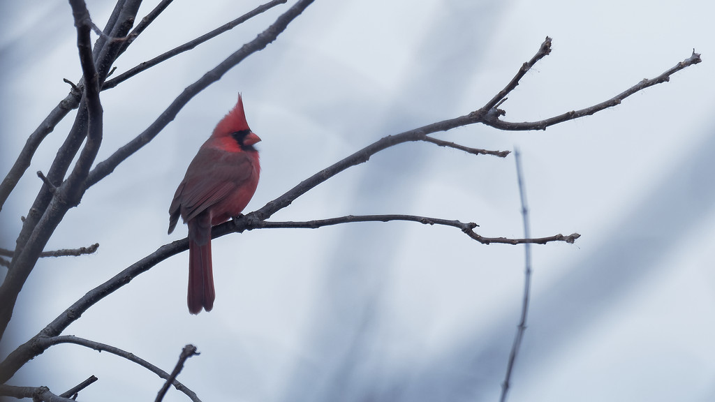 northern cardinal by rminer
