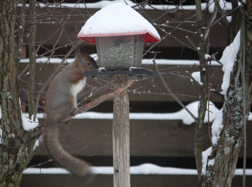 365 Squirrel IMG_2958 by annelis