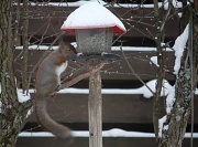 7th Jan 2011 - 365 Squirrel IMG_2958