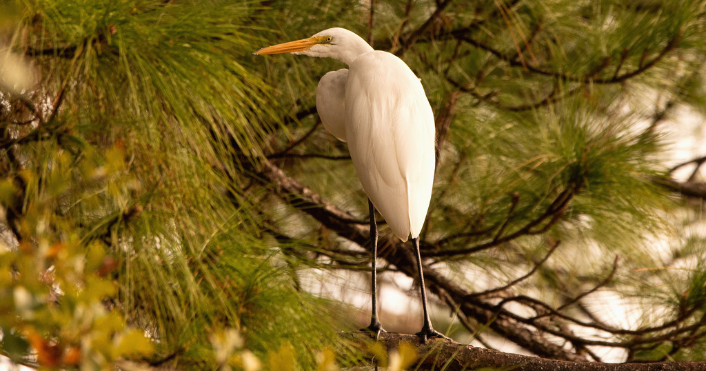 Egret Taking a Break Up in the Tree! by rickster549