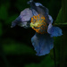 Blue Himalayan poppy by maureenpp