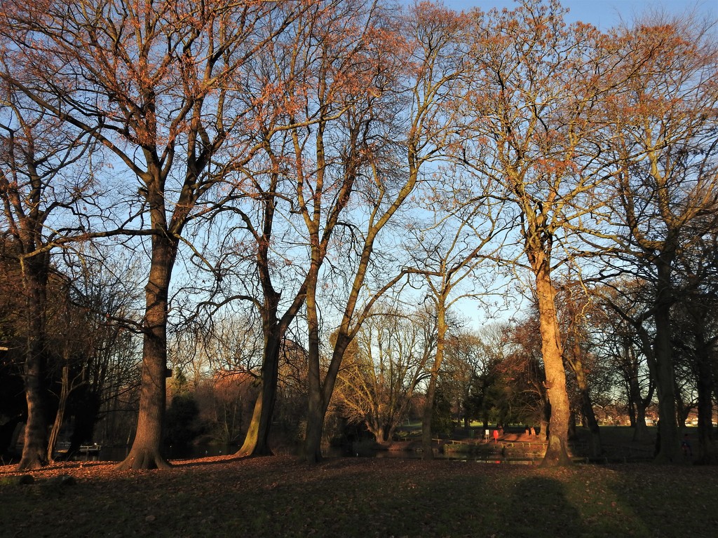 Trees in Vernon Park 1 by oldjosh
