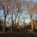 Trees in Vernon Park 1 by oldjosh